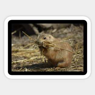 Prairie Dog Sticker